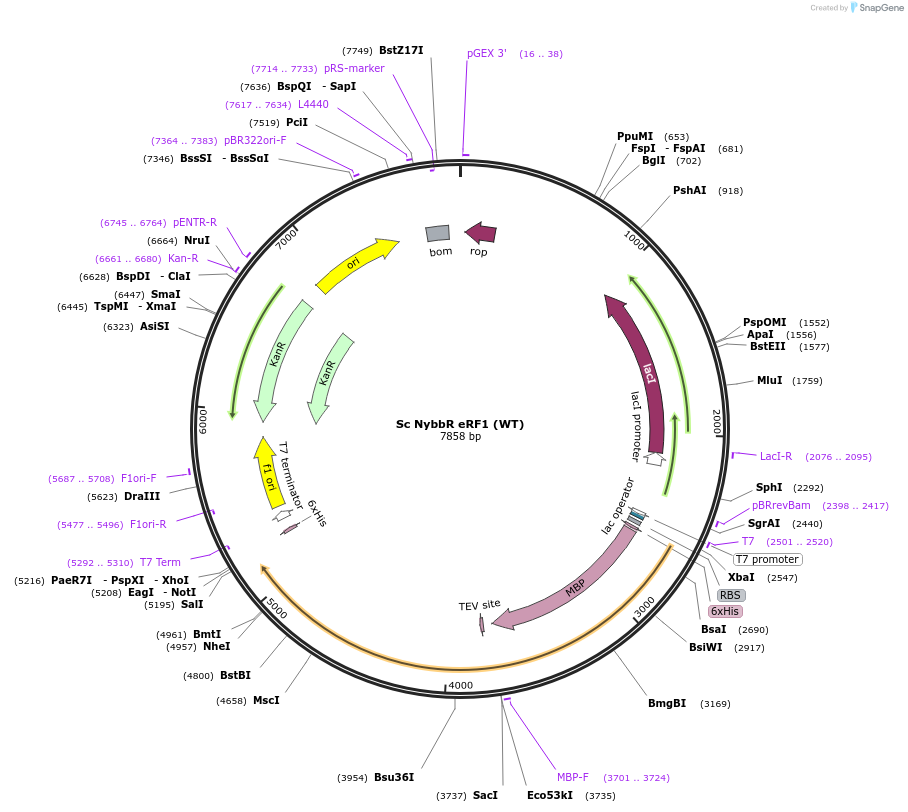 175414-plasmid-map-sequence-id-345393