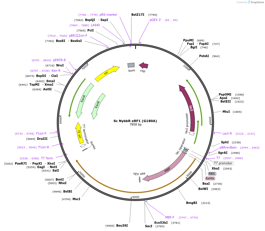 175415-plasmid-map-sequence-id-345394