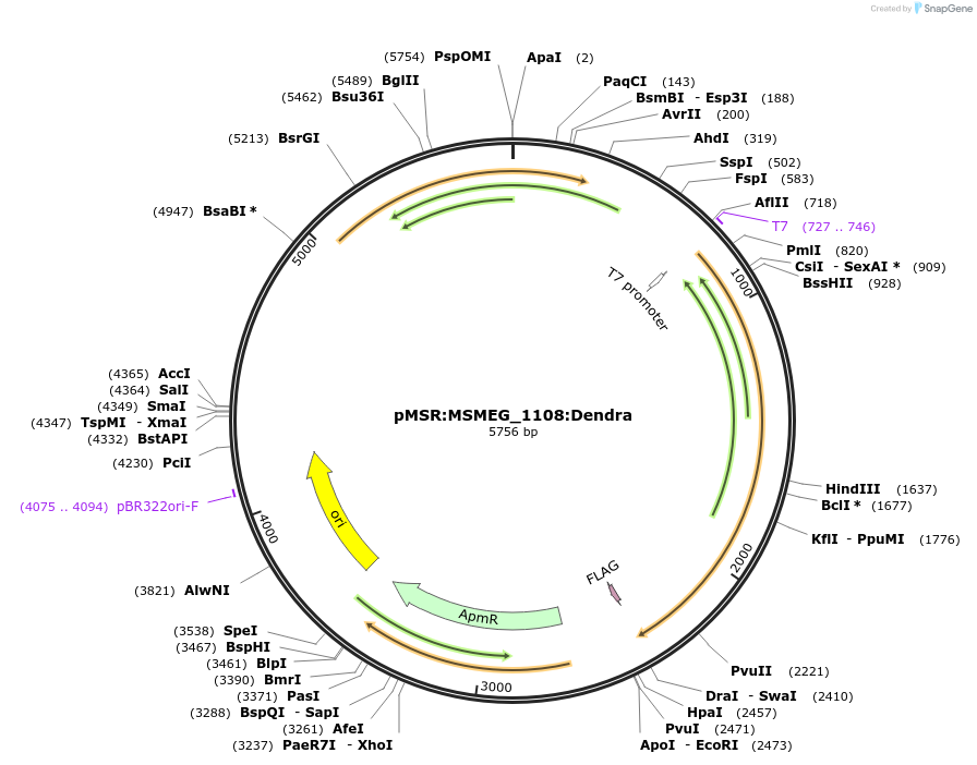 174983-plasmid-map-sequence-id-345413