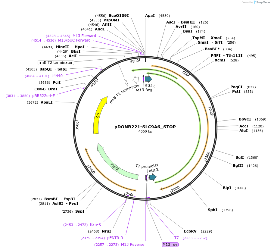 161341-plasmid-map-sequence-id-345428