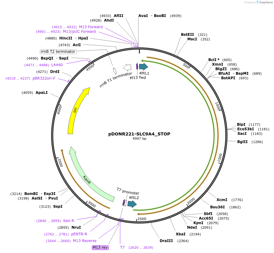 161412-plasmid-map-sequence-id-345429