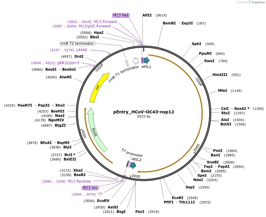 168949-plasmid-map-sequence-id-345431