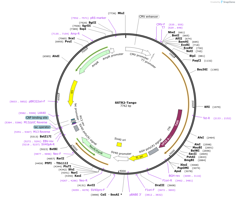 66503-plasmid-map-sequence-id-345433