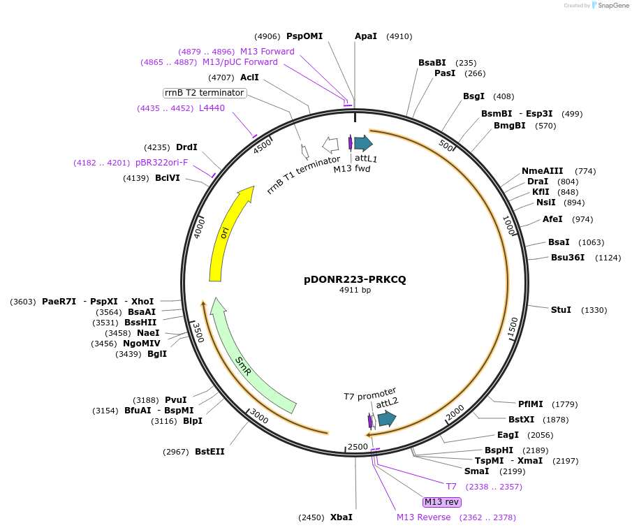 23424-plasmid-map-sequence-id-345435