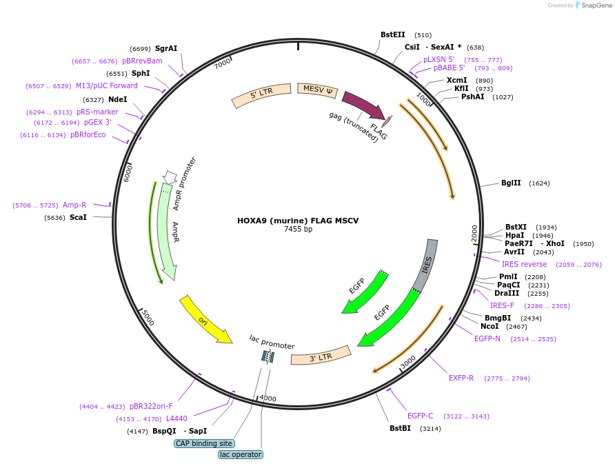 8515-plasmid-map-sequence-id-345436
