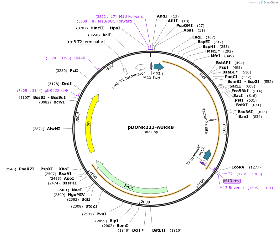 23682-plasmid-map-sequence-id-345437