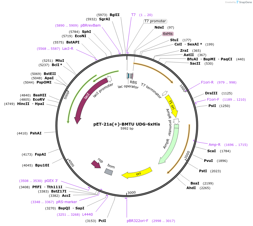 172197-plasmid-map-sequence-id-345439