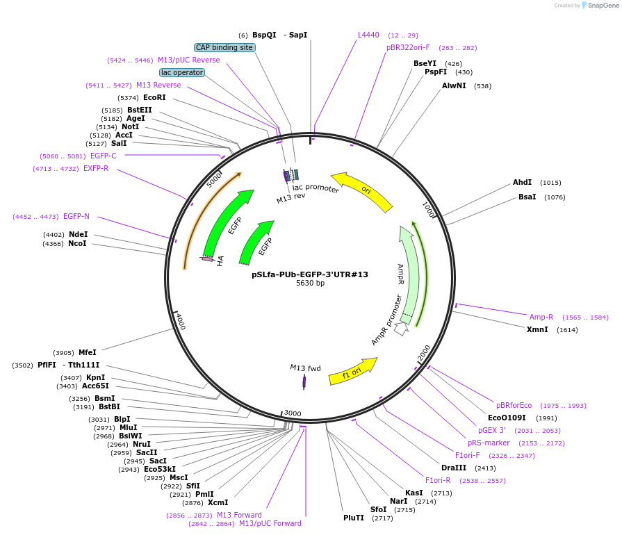176338-plasmid-map-sequence-id-345449