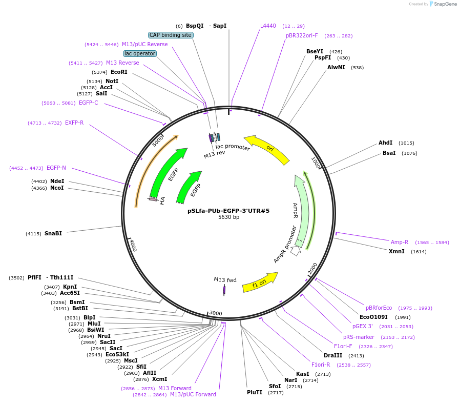 176337-plasmid-map-sequence-id-345450