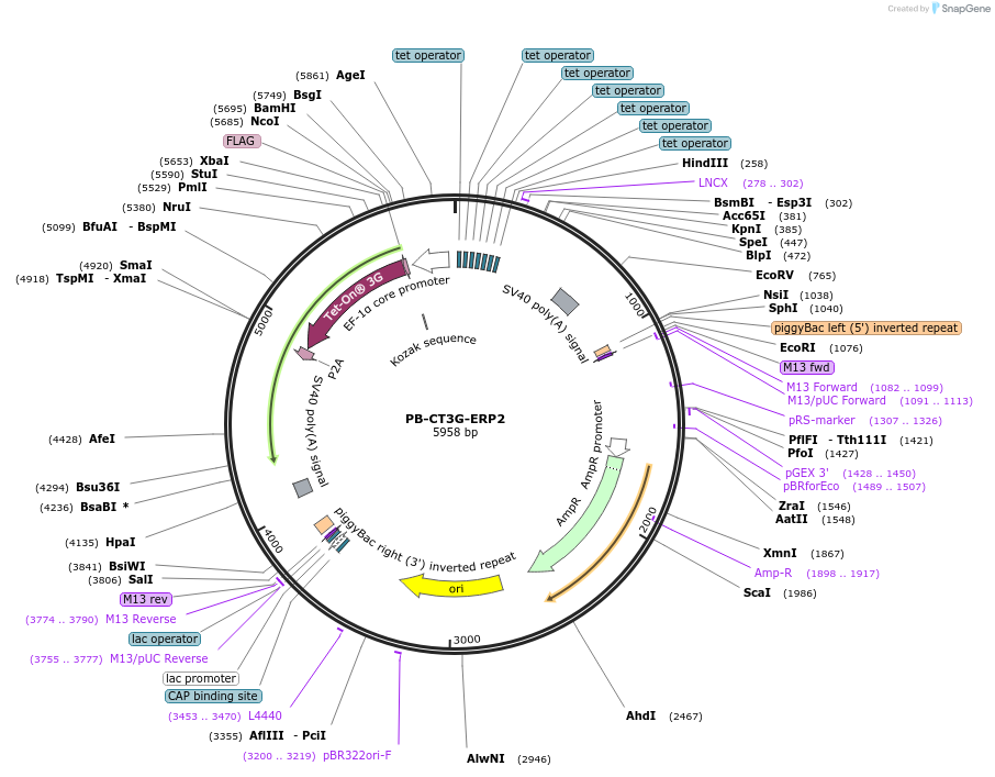 175497-plasmid-map-sequence-id-345451