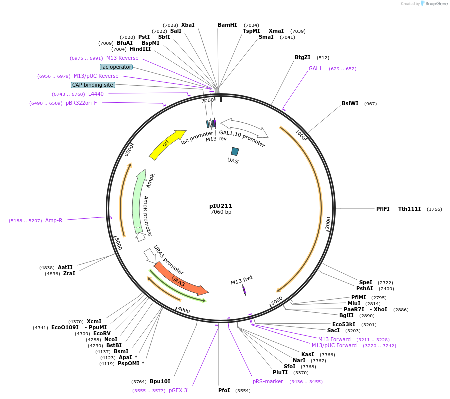 44036-plasmid-map-sequence-id-345484