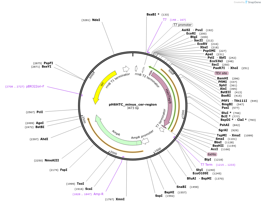 175297-plasmid-map-sequence-id-345486