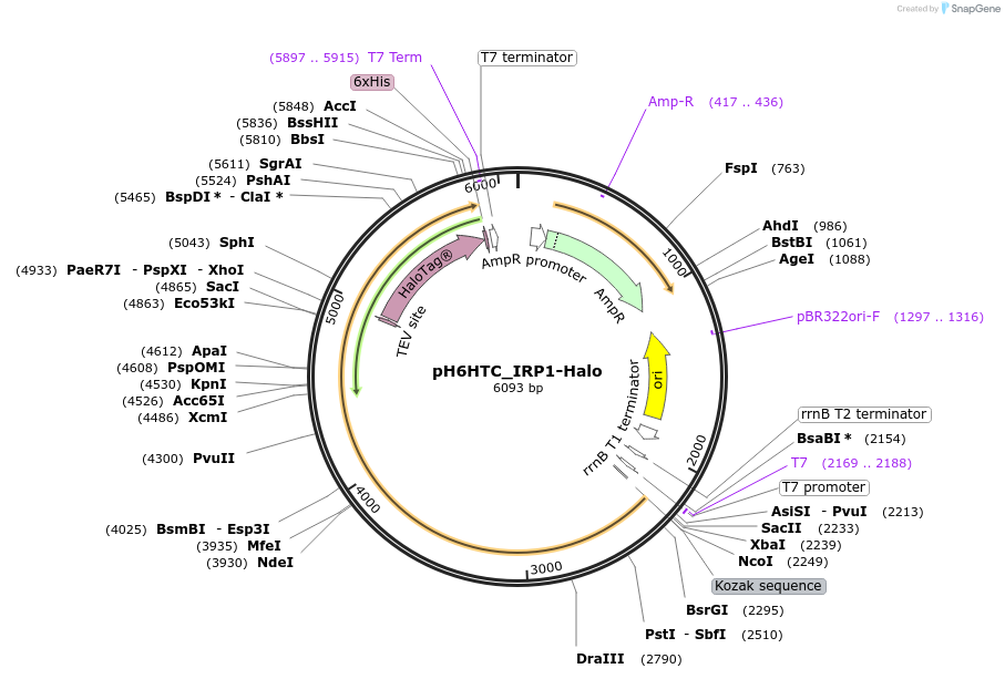 175305-plasmid-map-sequence-id-345490