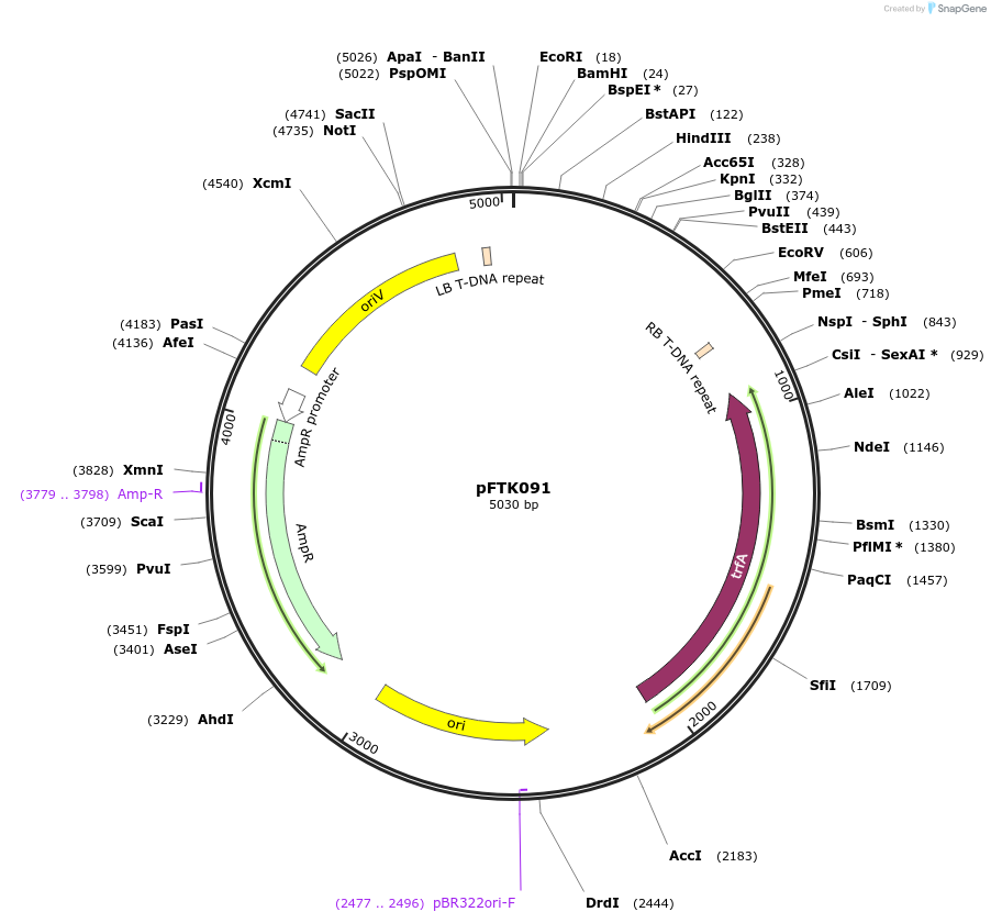 171363-plasmid-map-sequence-id-345499