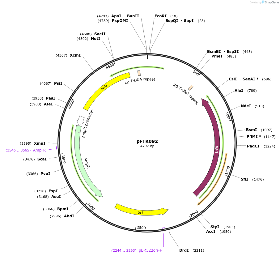 171364-plasmid-map-sequence-id-345500