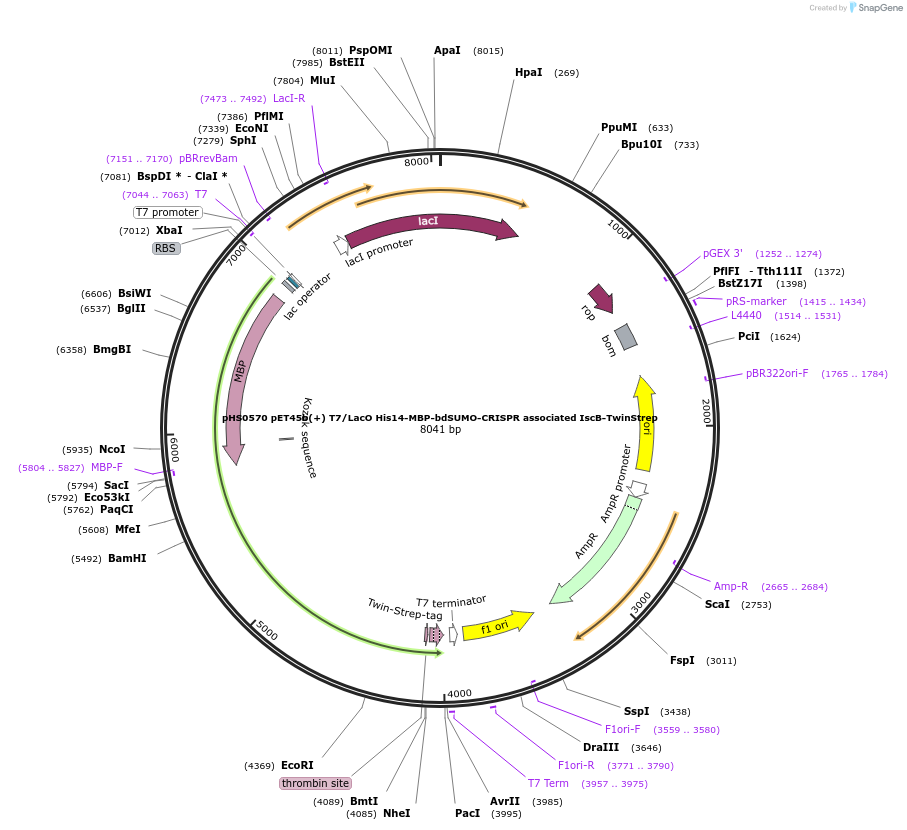 176534-plasmid-map-sequence-id-345508