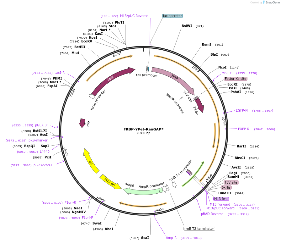 175245-plasmid-map-sequence-id-345515