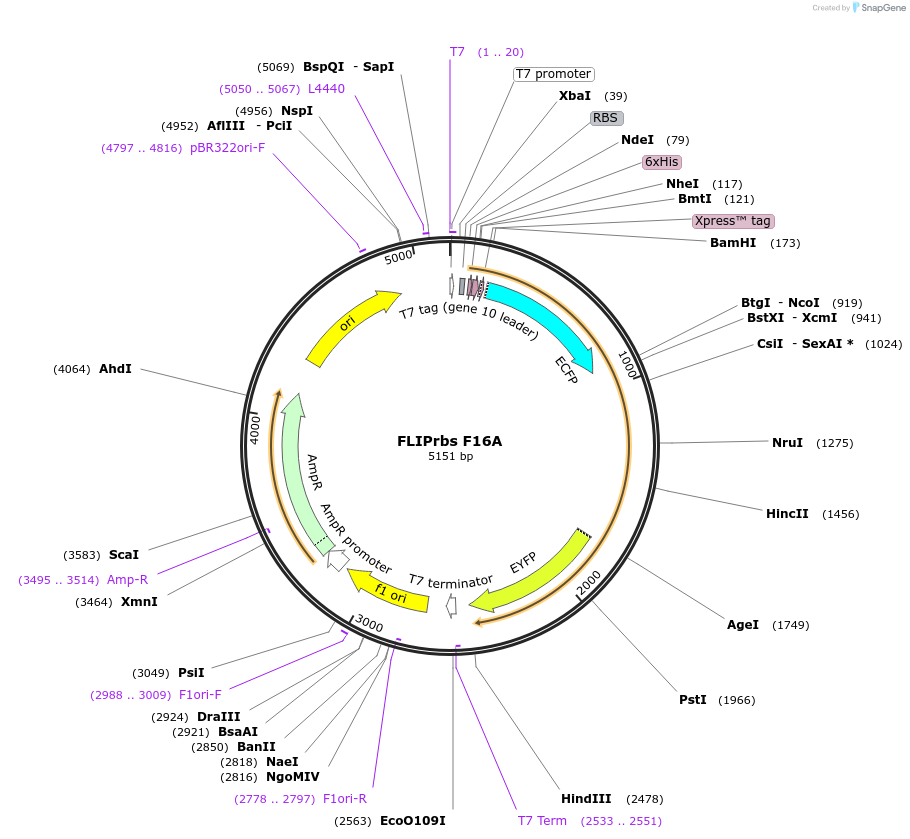 17864-plasmid-map-sequence-id-345523