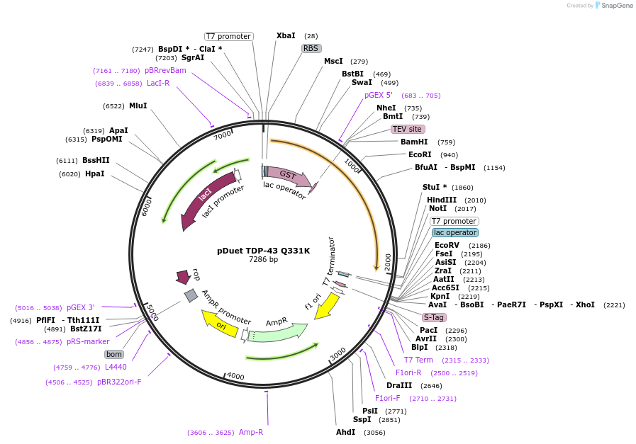 27465-plasmid-map-sequence-id-345524
