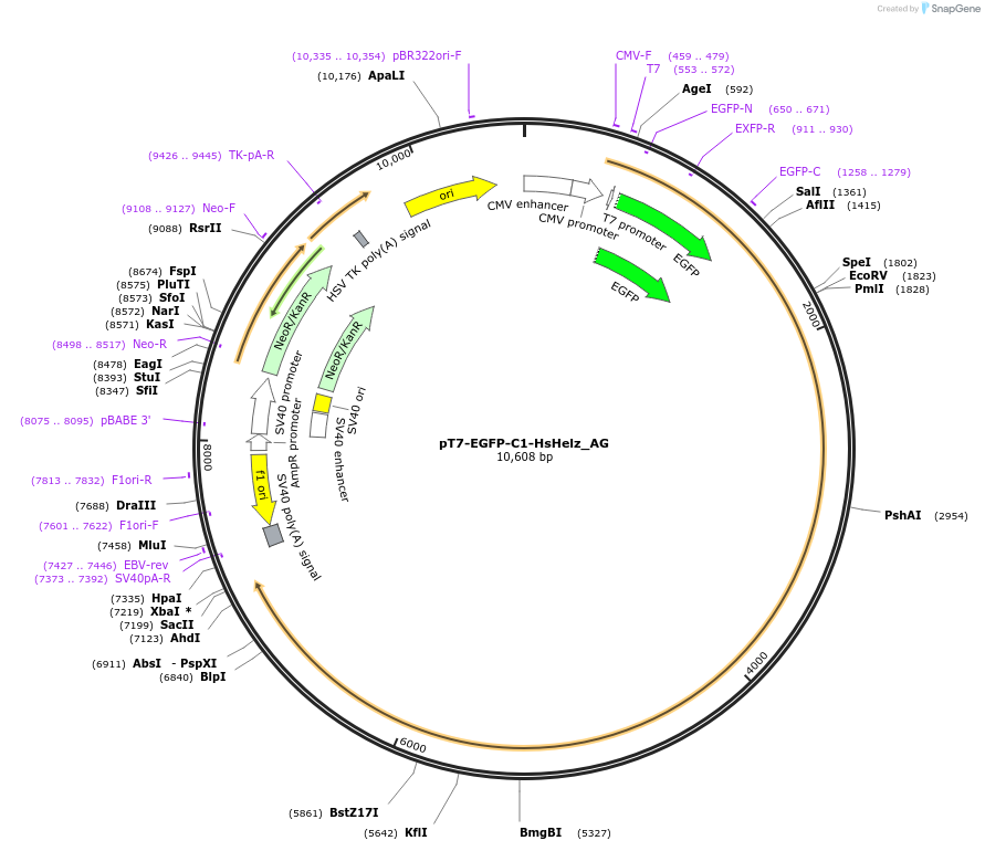 148799-plasmid-map-sequence-id-345525