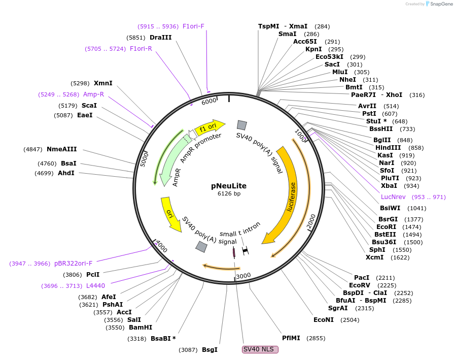 16247-plasmid-map-sequence-id-345531