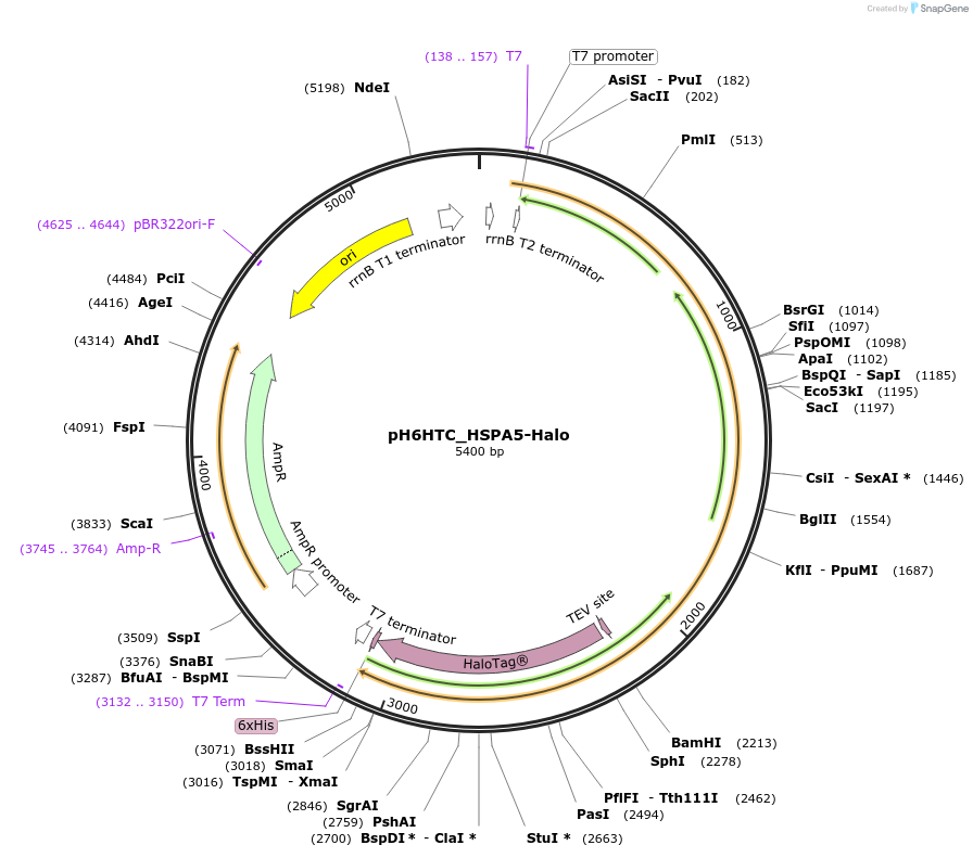 175326-plasmid-map-sequence-id-345580