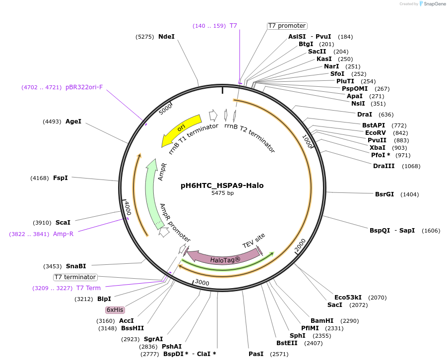 175332-plasmid-map-sequence-id-345585