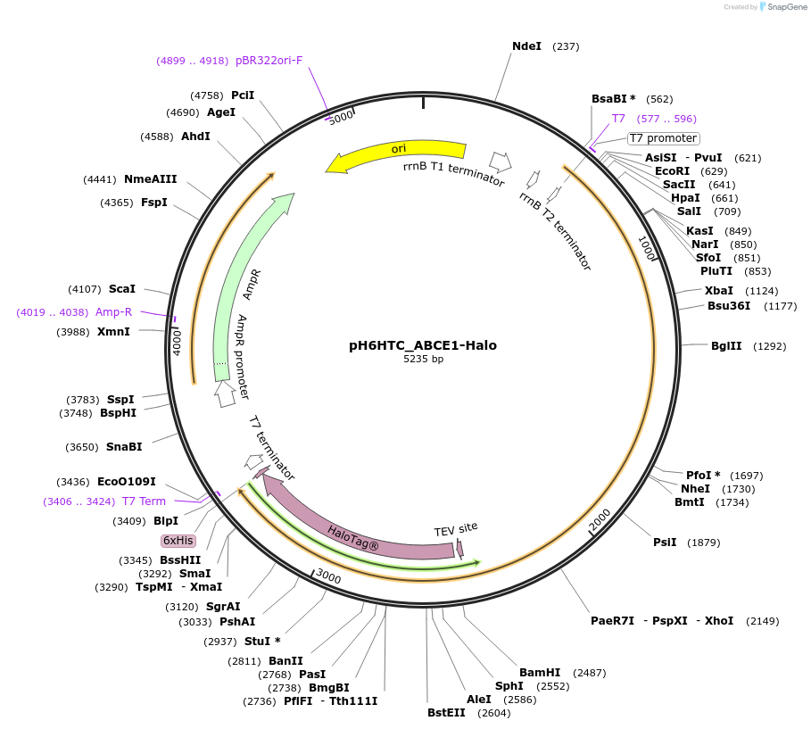 175335-plasmid-map-sequence-id-345594
