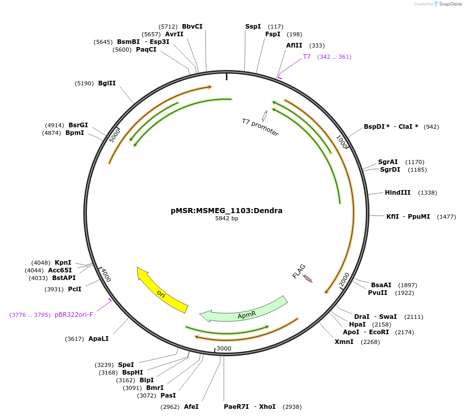 174982-plasmid-map-sequence-id-345597