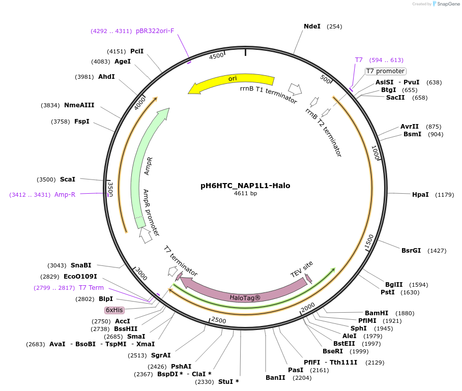 175342-plasmid-map-sequence-id-345605