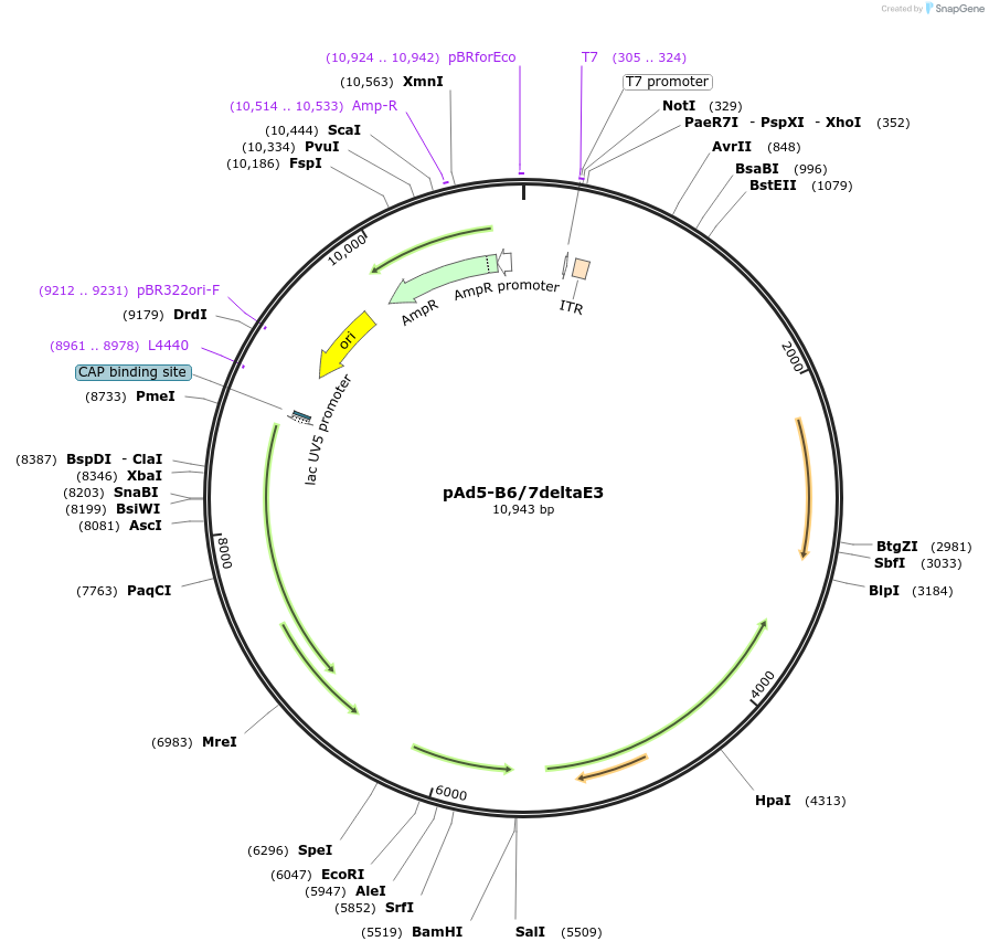 175748-plasmid-map-sequence-id-345607