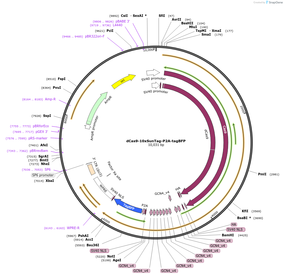 174141-plasmid-map-sequence-id-345615