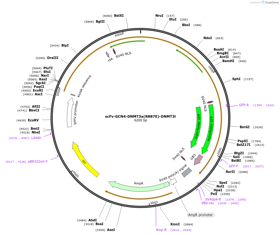 154141-plasmid-map-sequence-id-345617