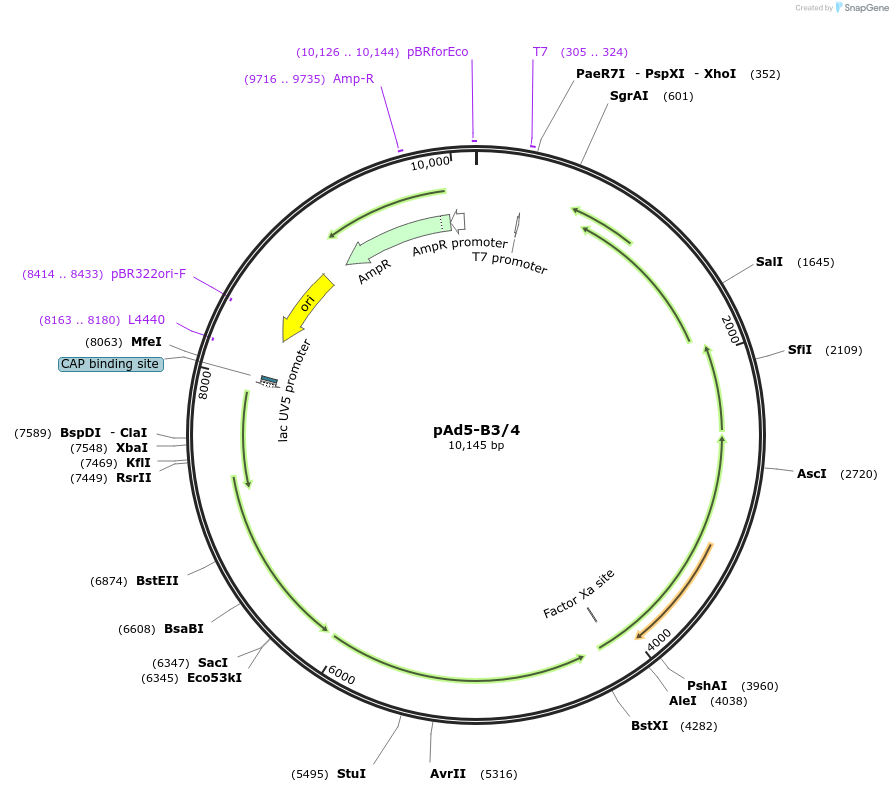 175785-plasmid-map-sequence-id-345618