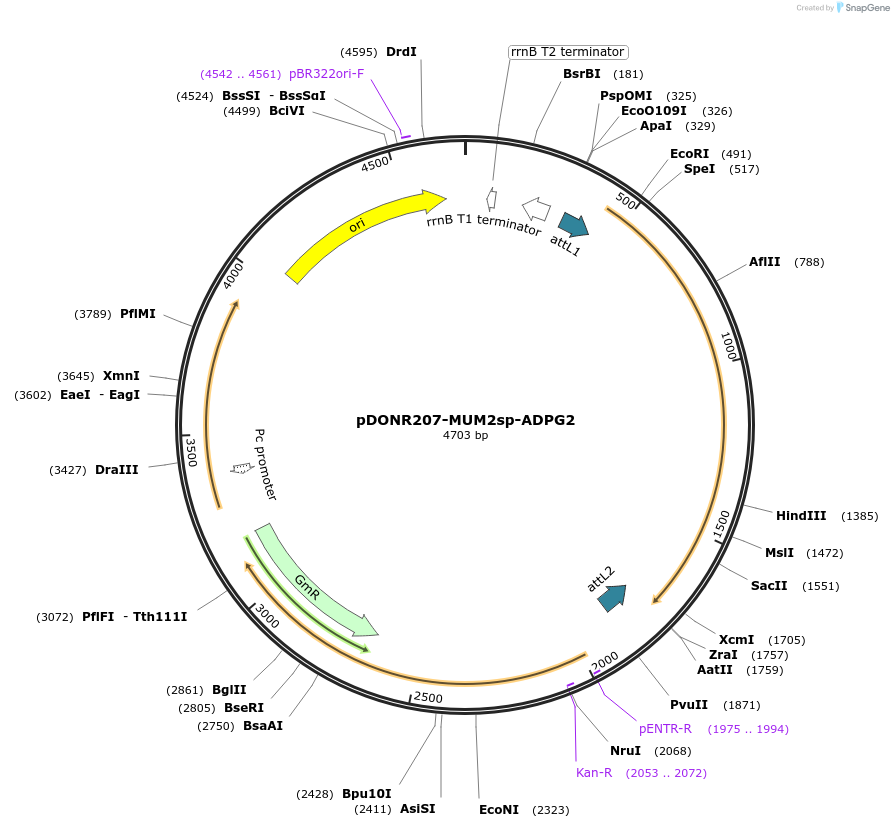 170723-plasmid-map-sequence-id-345619