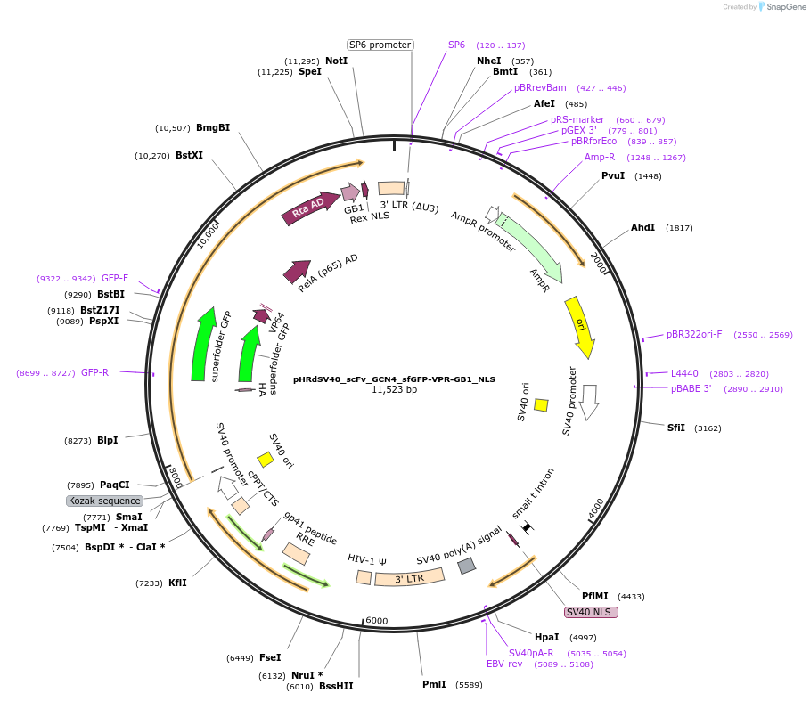 79373-plasmid-map-sequence-id-345620