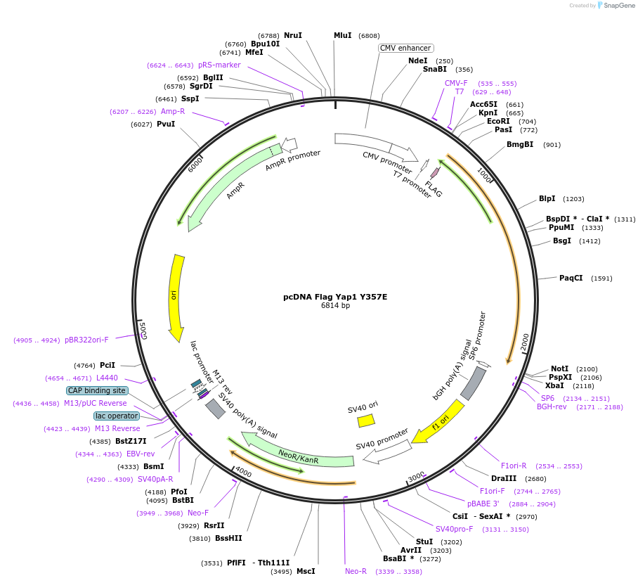 18883-plasmid-map-sequence-id-345623