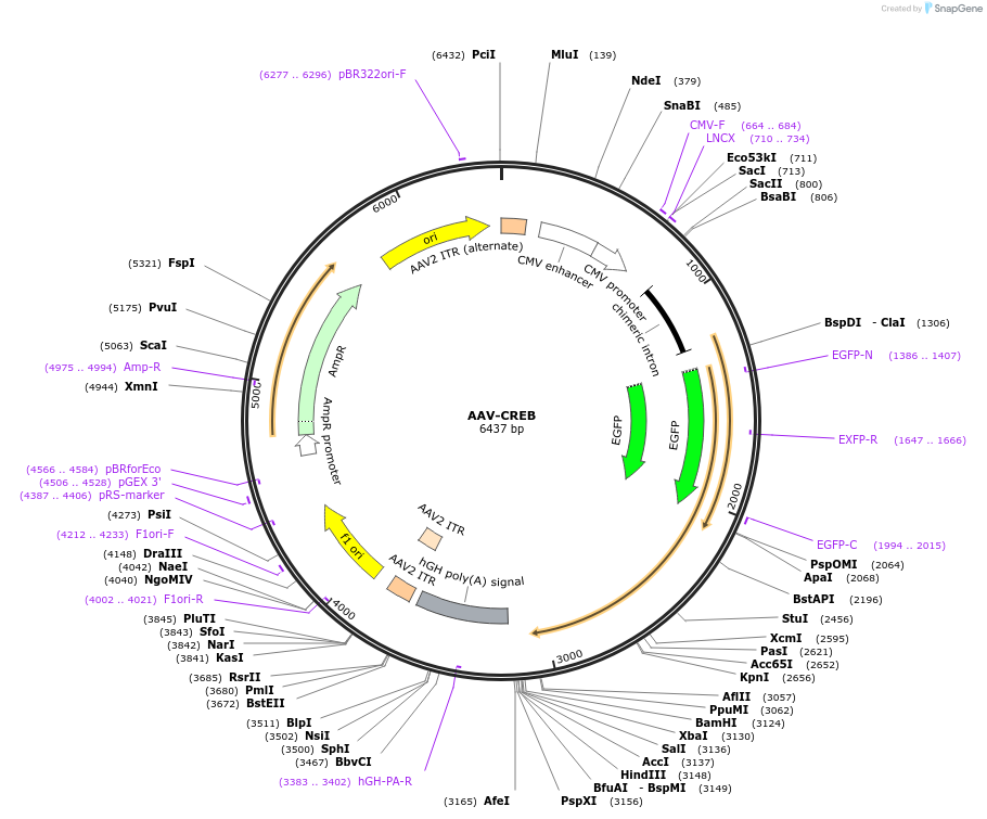 68550-plasmid-map-sequence-id-345631