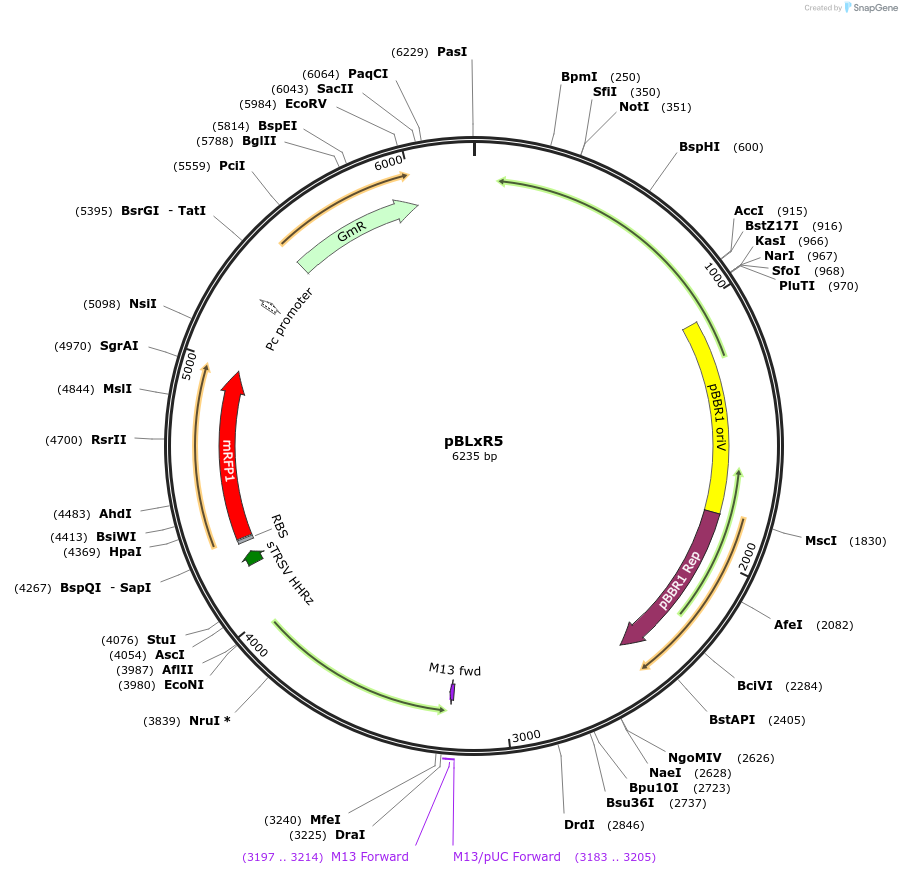 167504-plasmid-map-sequence-id-345634