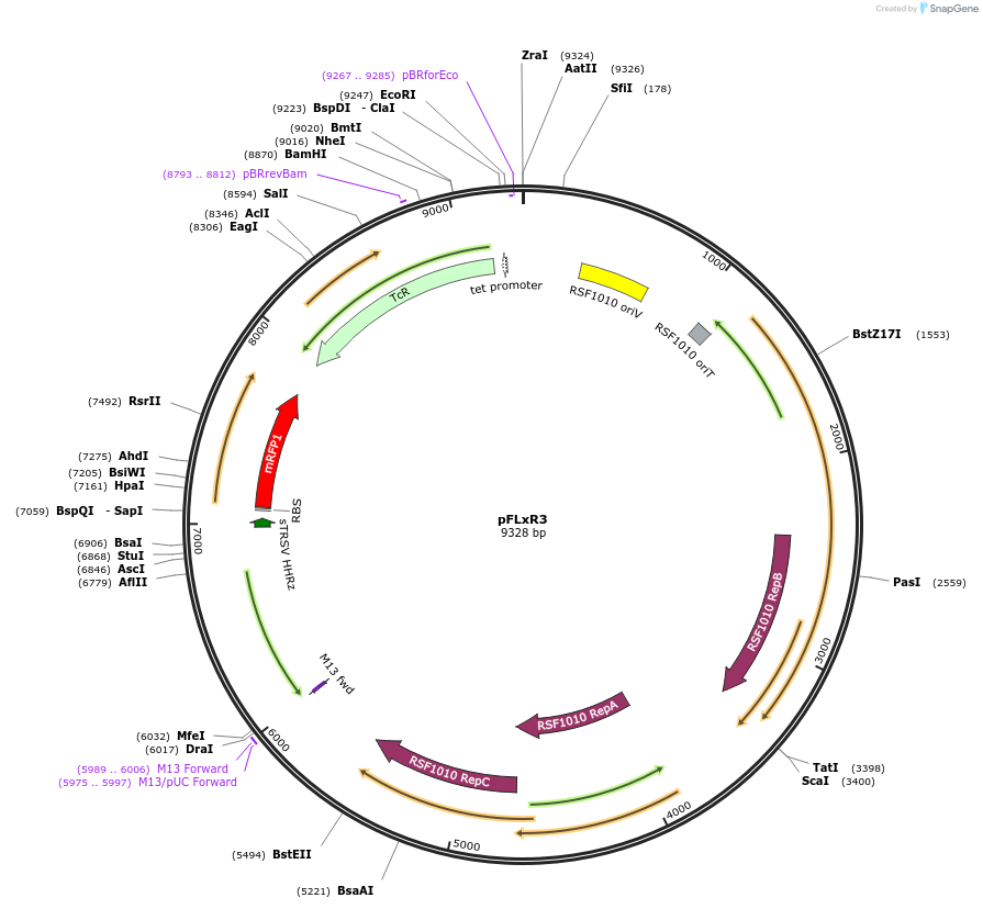 167518-plasmid-map-sequence-id-345636