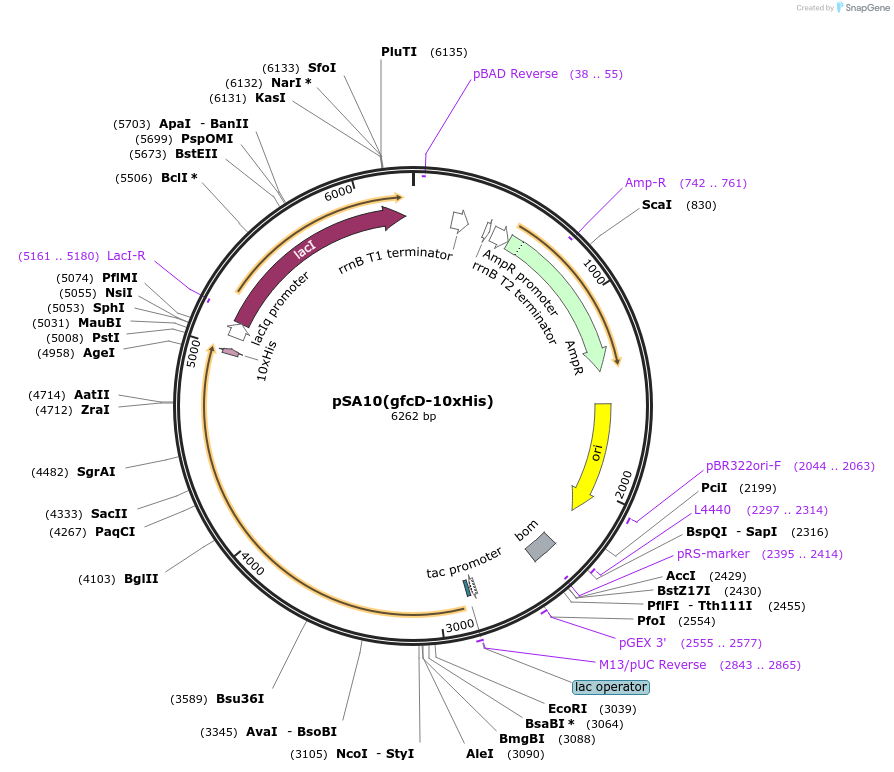 176192-plasmid-map-sequence-id-345637