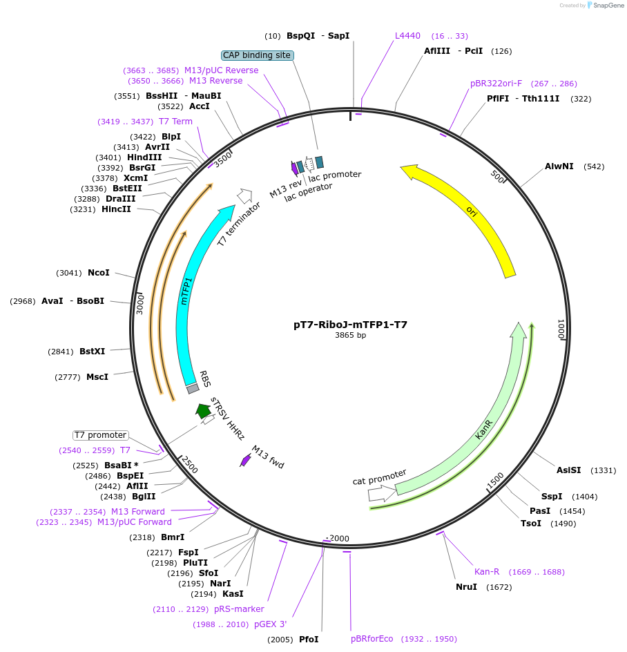 173225-plasmid-map-sequence-id-345640
