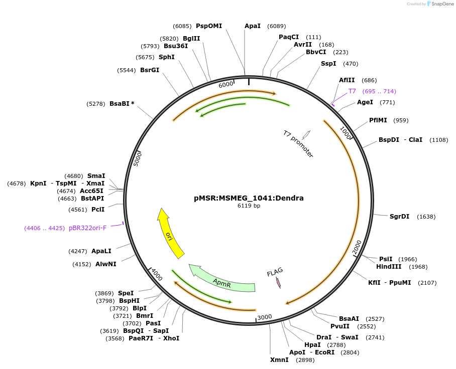 174971-plasmid-map-sequence-id-345652