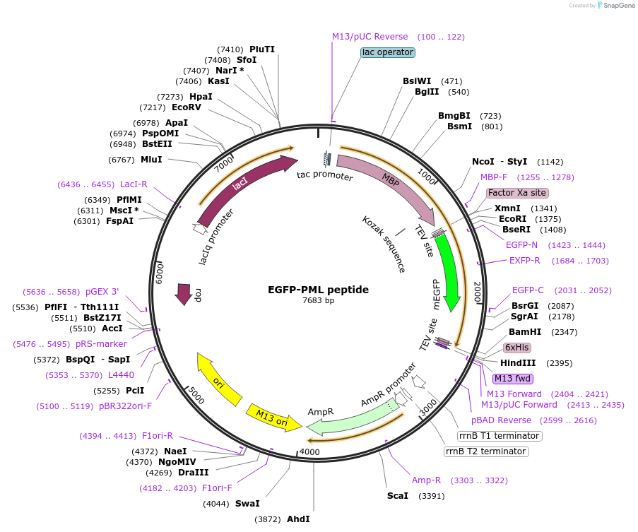 175246-plasmid-map-sequence-id-345654