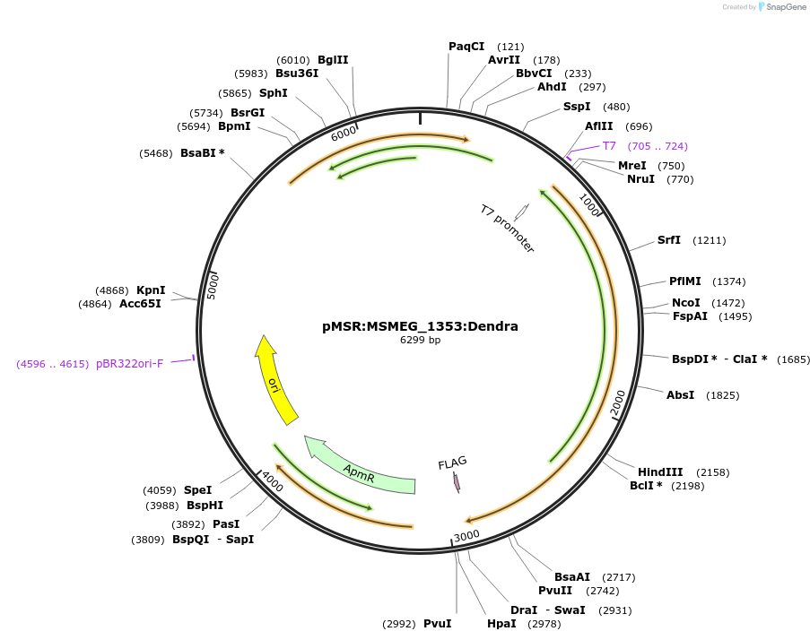 175002-plasmid-map-sequence-id-345664