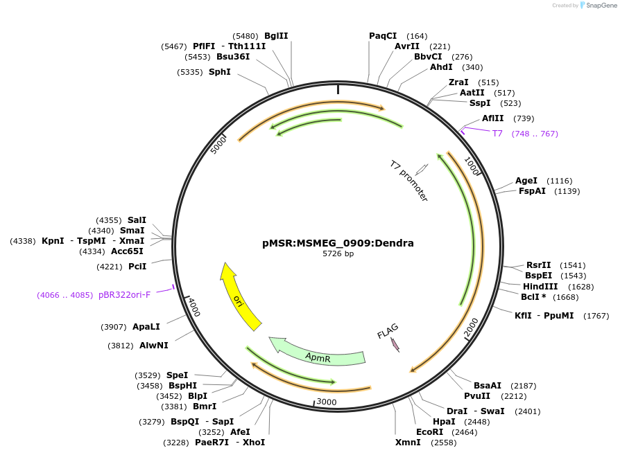 174932-plasmid-map-sequence-id-345668