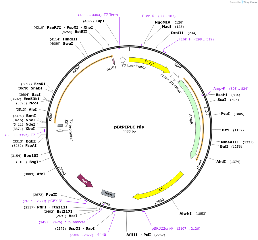 173808-plasmid-map-sequence-id-345681