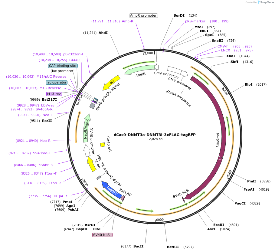 154139-plasmid-map-sequence-id-345683