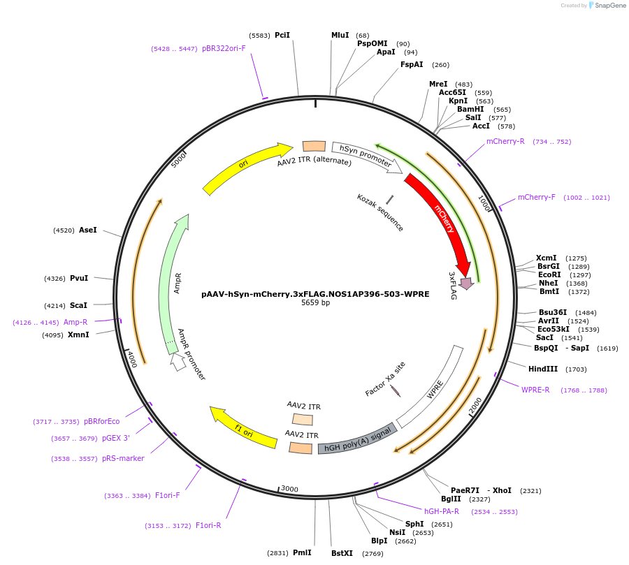 174133-plasmid-map-sequence-id-345689