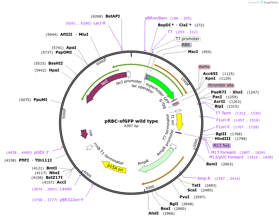 174075-plasmid-map-sequence-id-345695